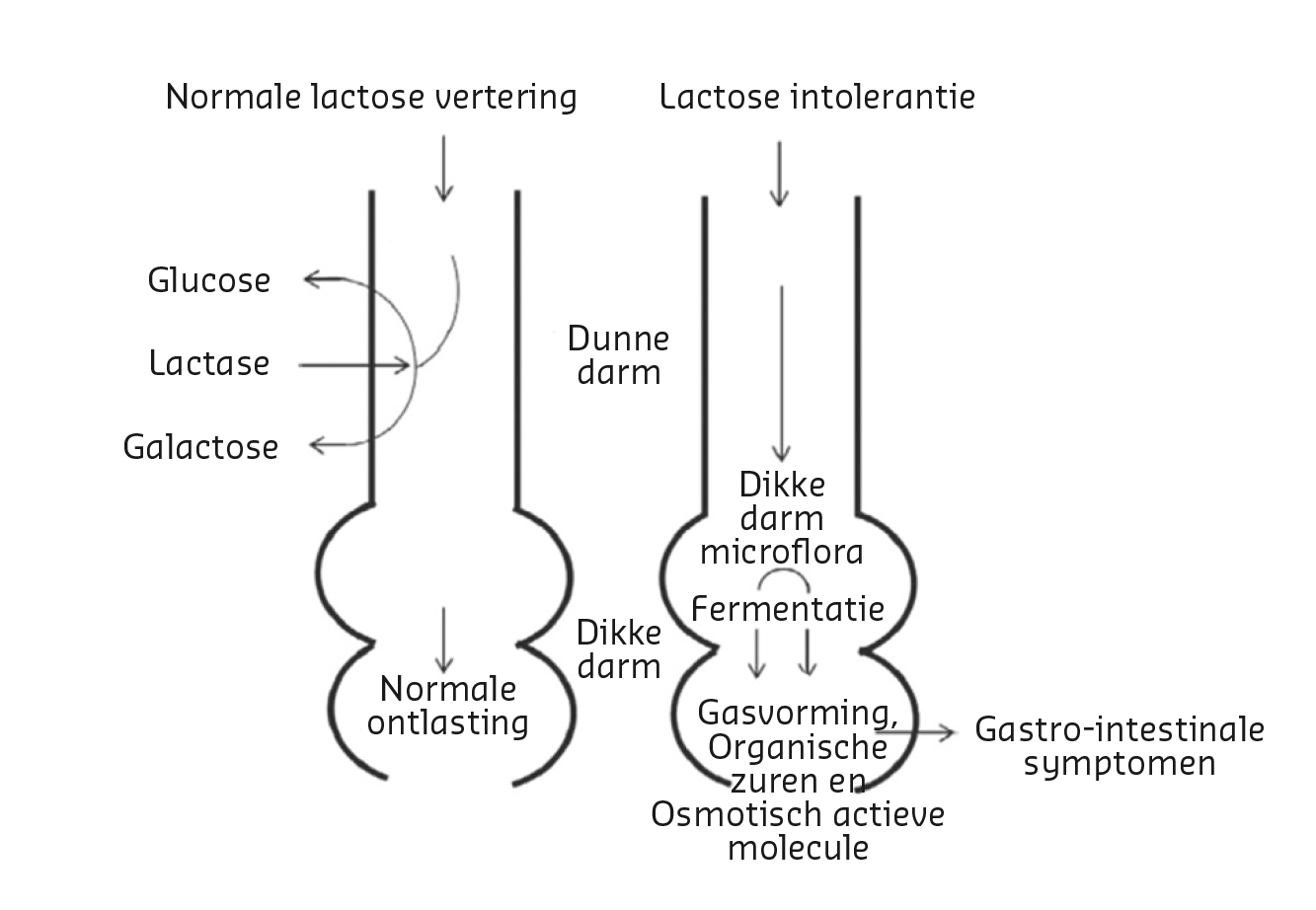 Feiten En Cijfers Over Lactose-intolerantie - Zuivelengezondheid.nl